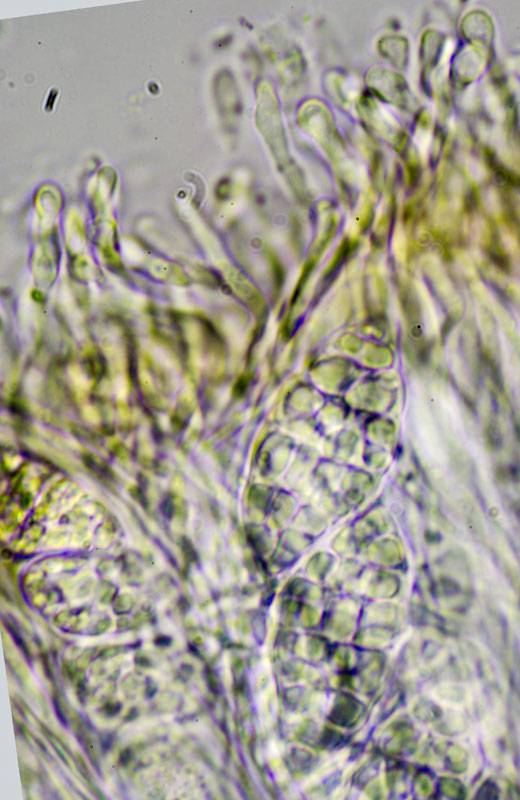 Leptogium palmatum image