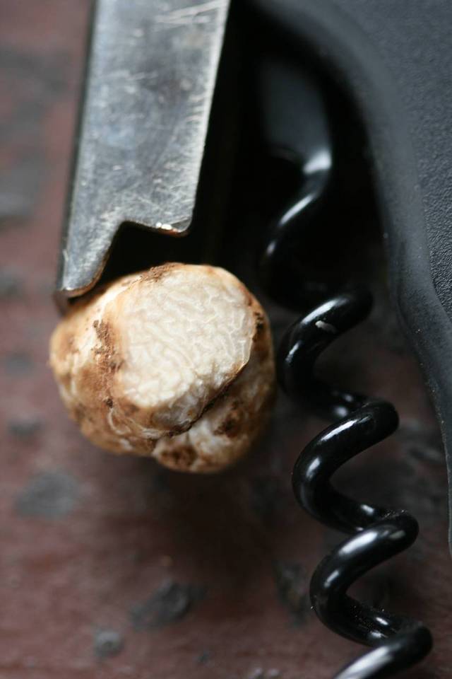 Tuber californicum image