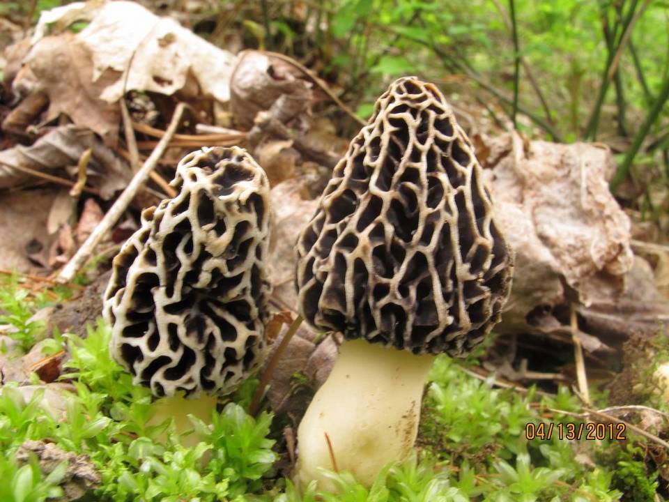Morchella prava image