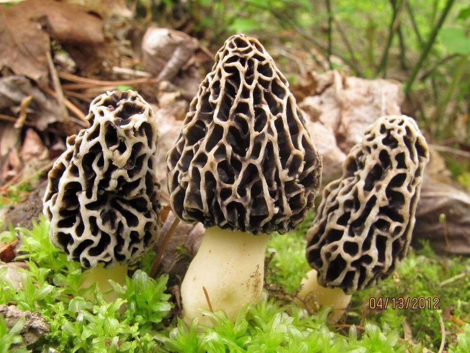Morchella prava image