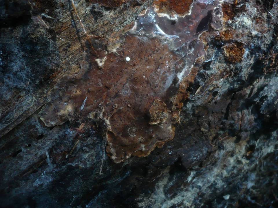Amylostereum areolatum image