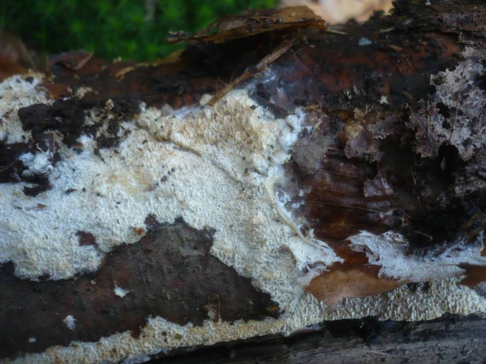 Fibrodontia gossypina image