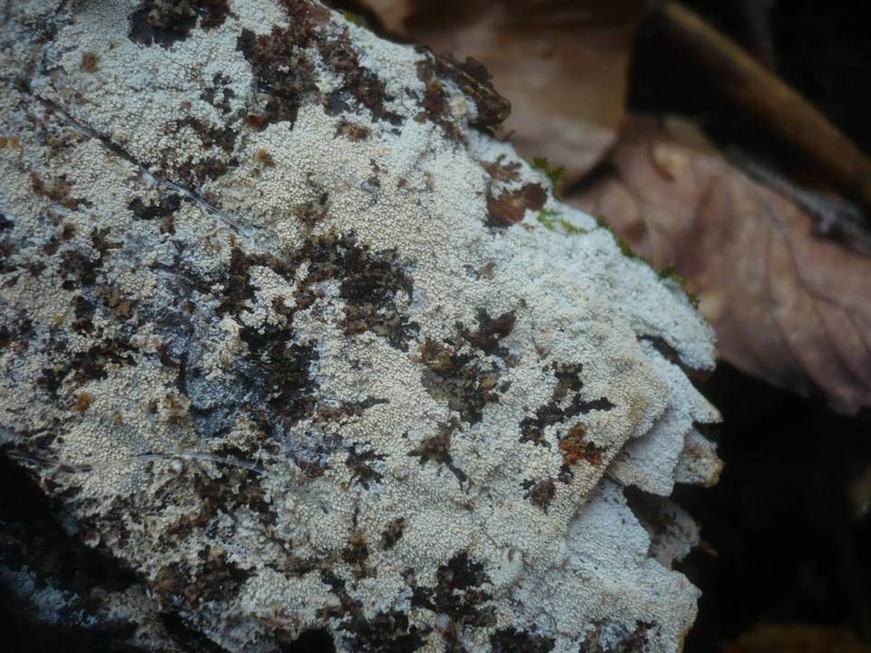Hyphodontia aspera image
