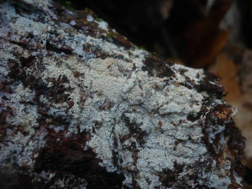 Hyphodontia aspera image