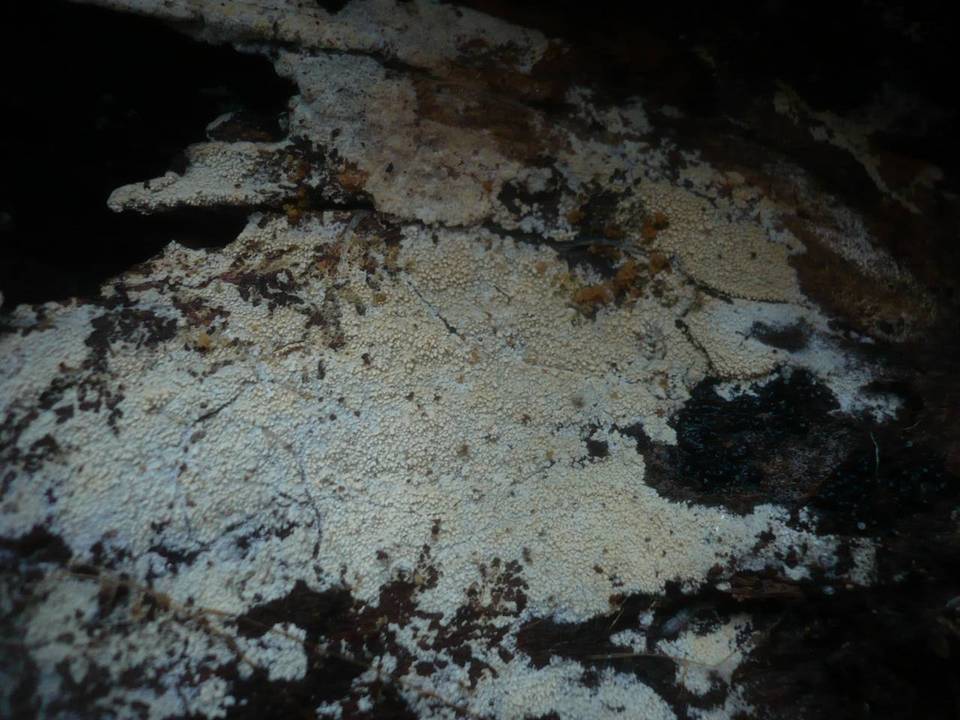 Hyphodontia aspera image