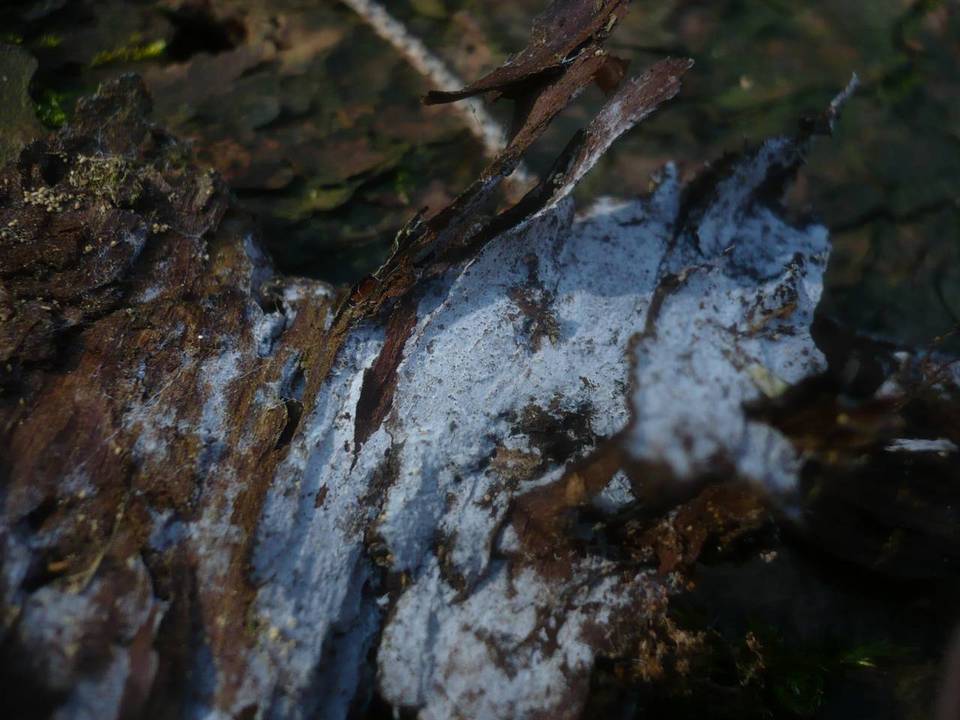 Piloderma byssinum image