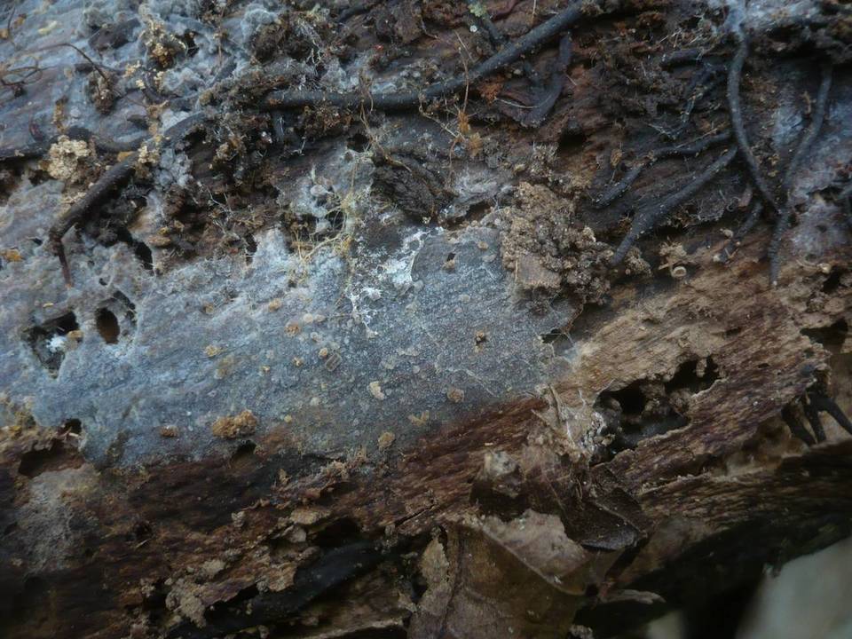 Scopuloides rimosa image