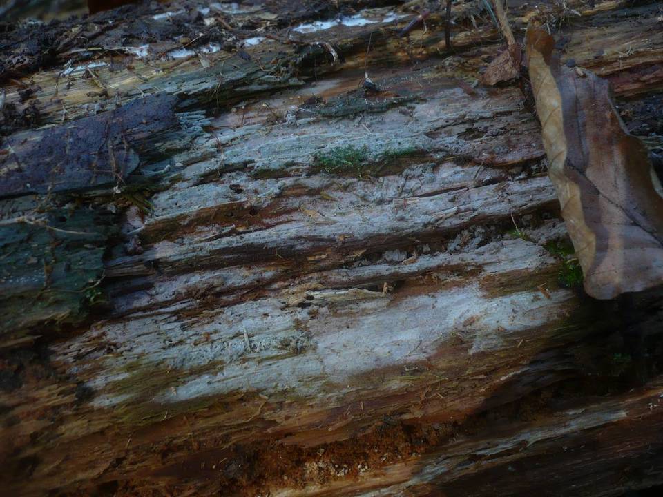 Tubulicrinis borealis image