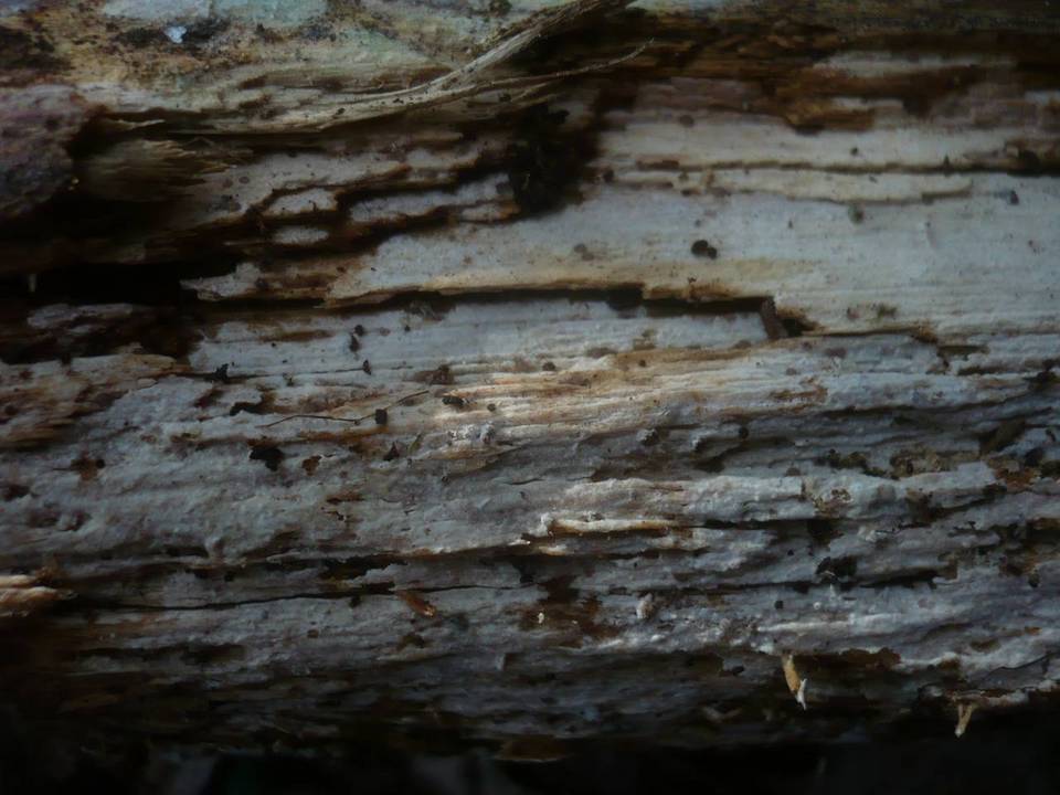 Tubulicrinis subulatus image