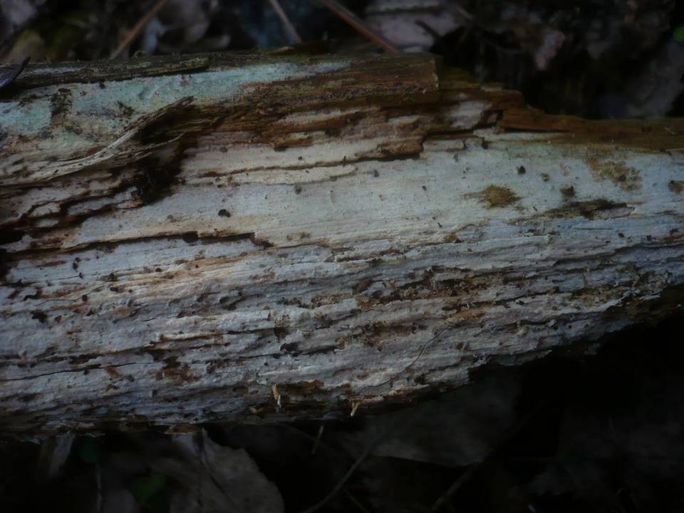 Tubulicrinis subulatus image