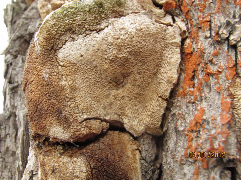 Perenniporia fraxinophila image