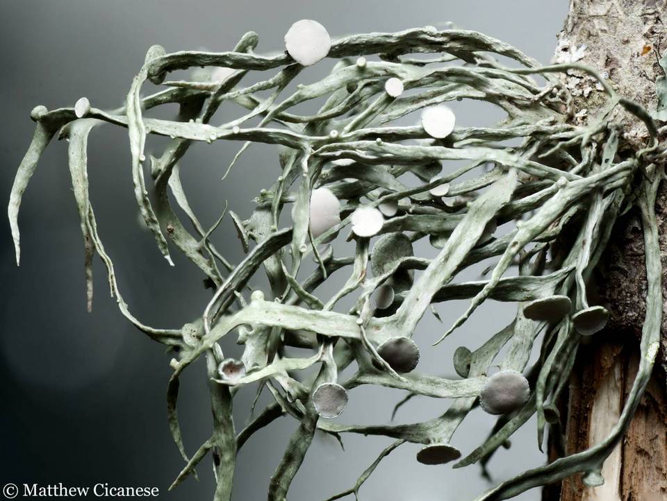 Ramalina stenospora image