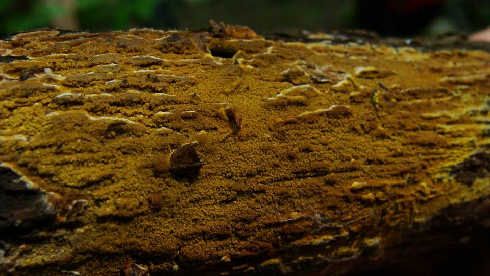 Inonotus glomeratus image