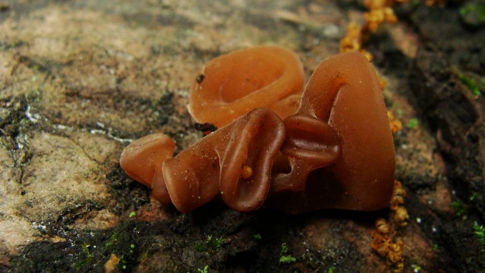 Auricularia angiospermarum image