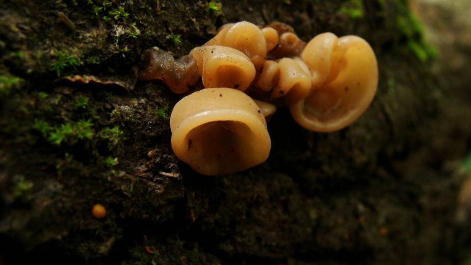 Auricularia angiospermarum image