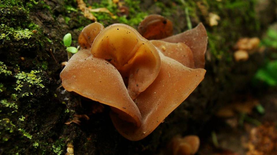 Auricularia angiospermarum image