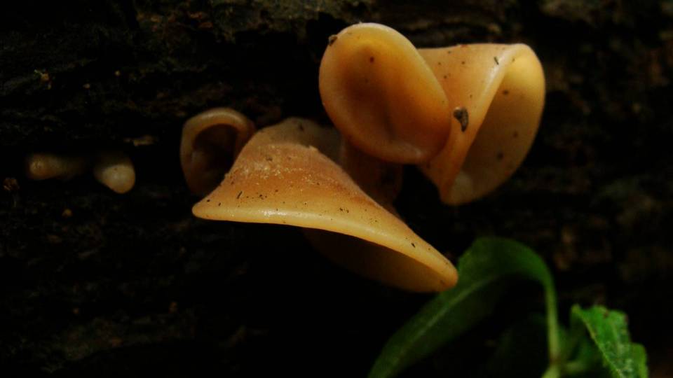 Auricularia angiospermarum image