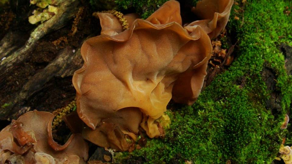 Auricularia angiospermarum image