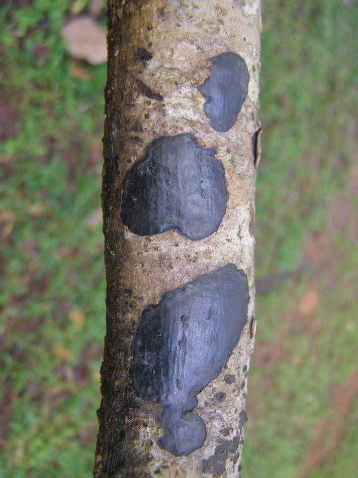Camillea cyclisca image