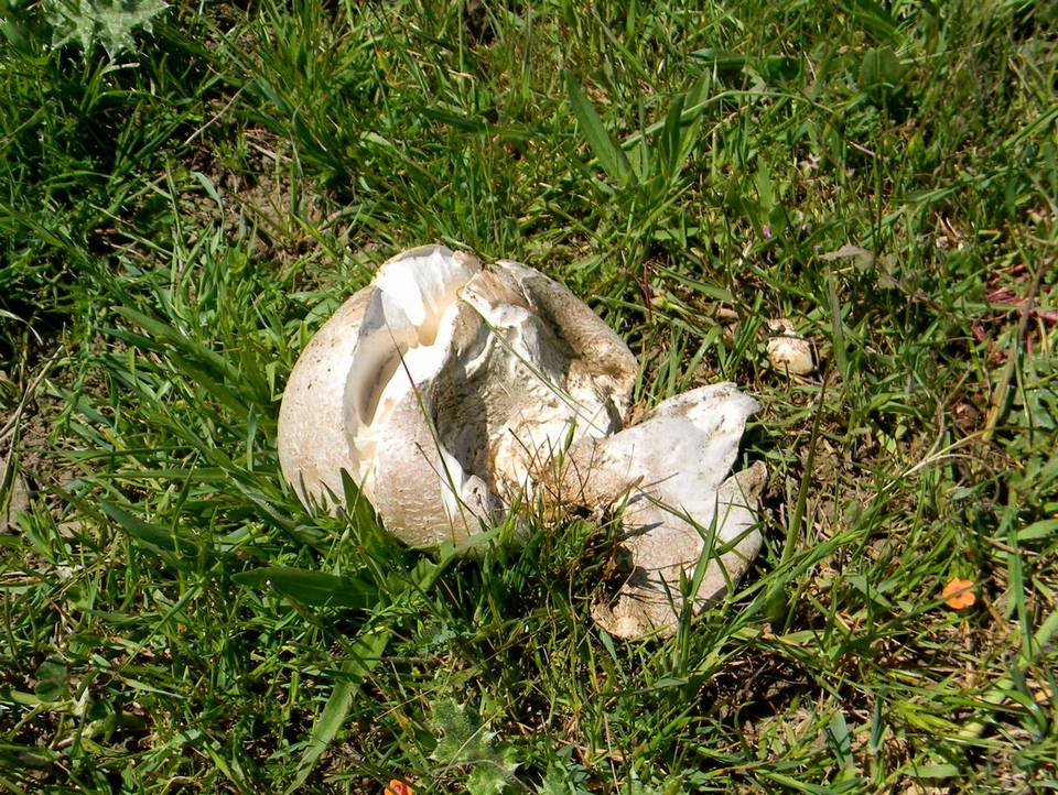 Calvatia pachyderma image