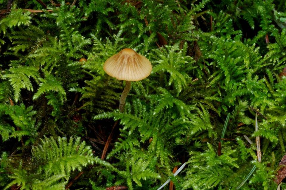 Galerina dimorphocystis image