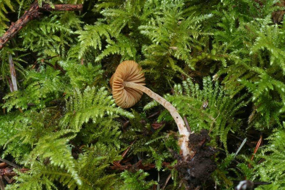 Galerina dimorphocystis image