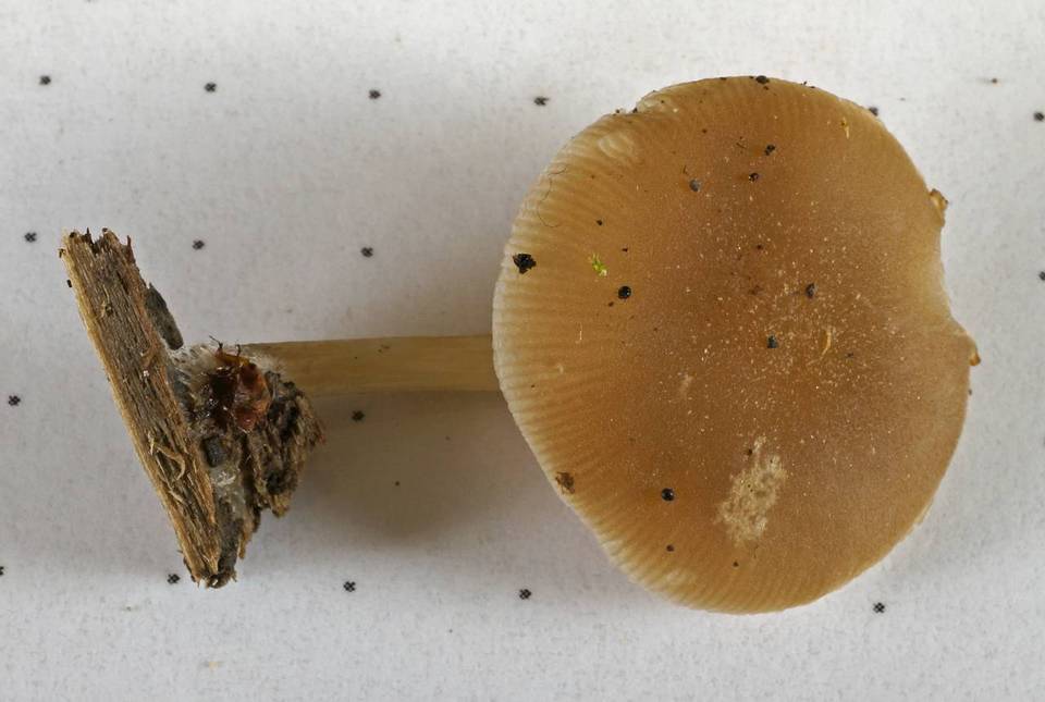 Pluteus plautus image