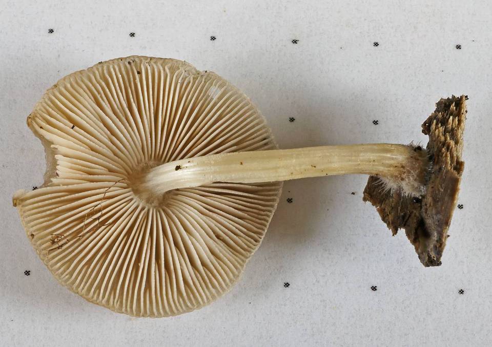 Pluteus plautus image