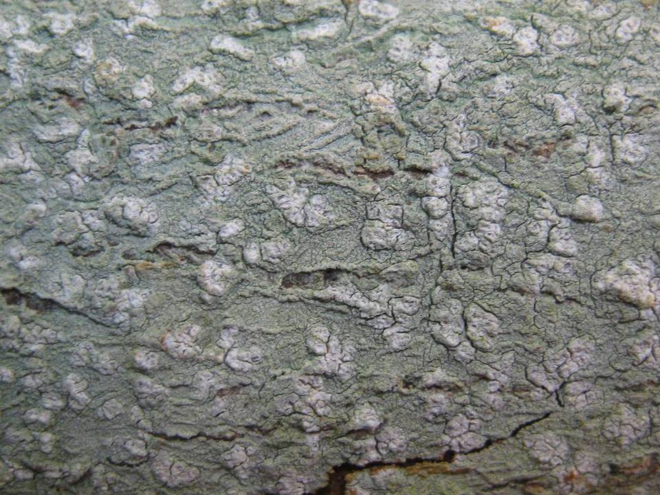 Phlyctis agelaea image