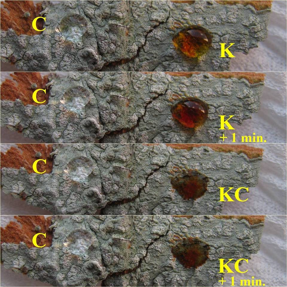 Phlyctis agelaea image