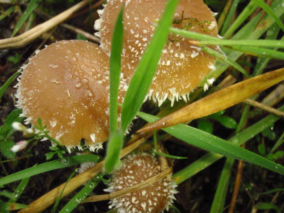 Psathyrella hirta image