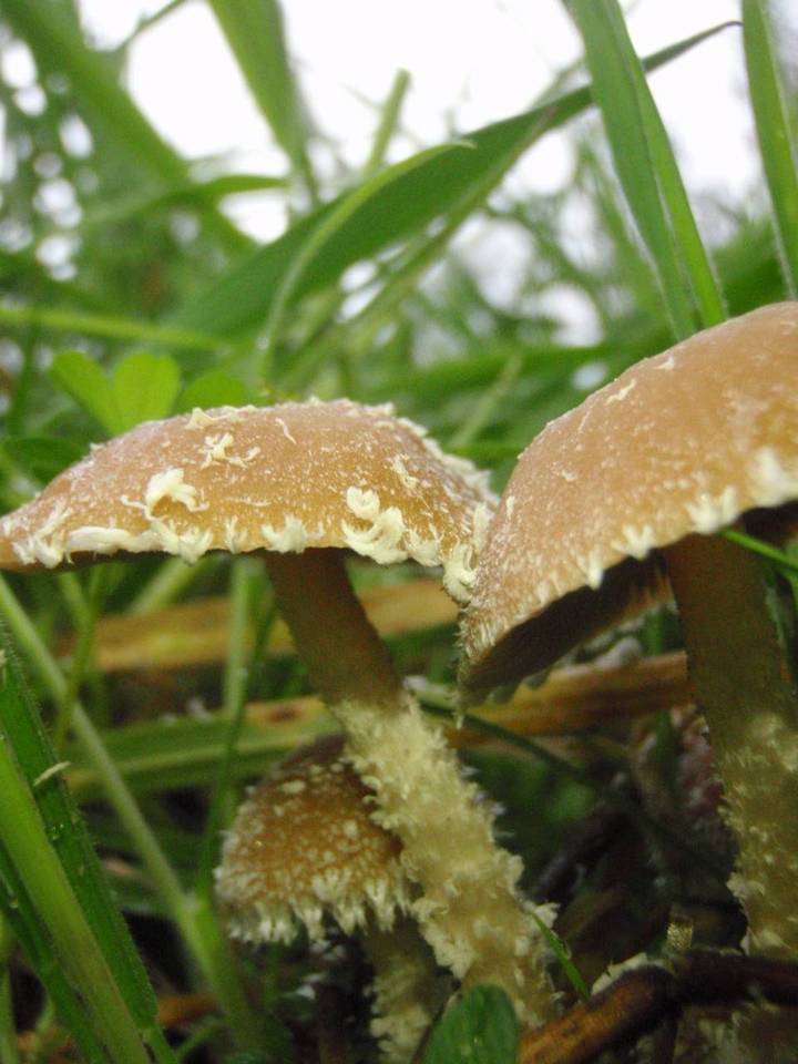 Psathyrella hirta image