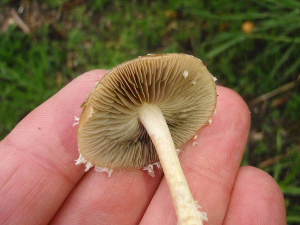 Psathyrella hirta image