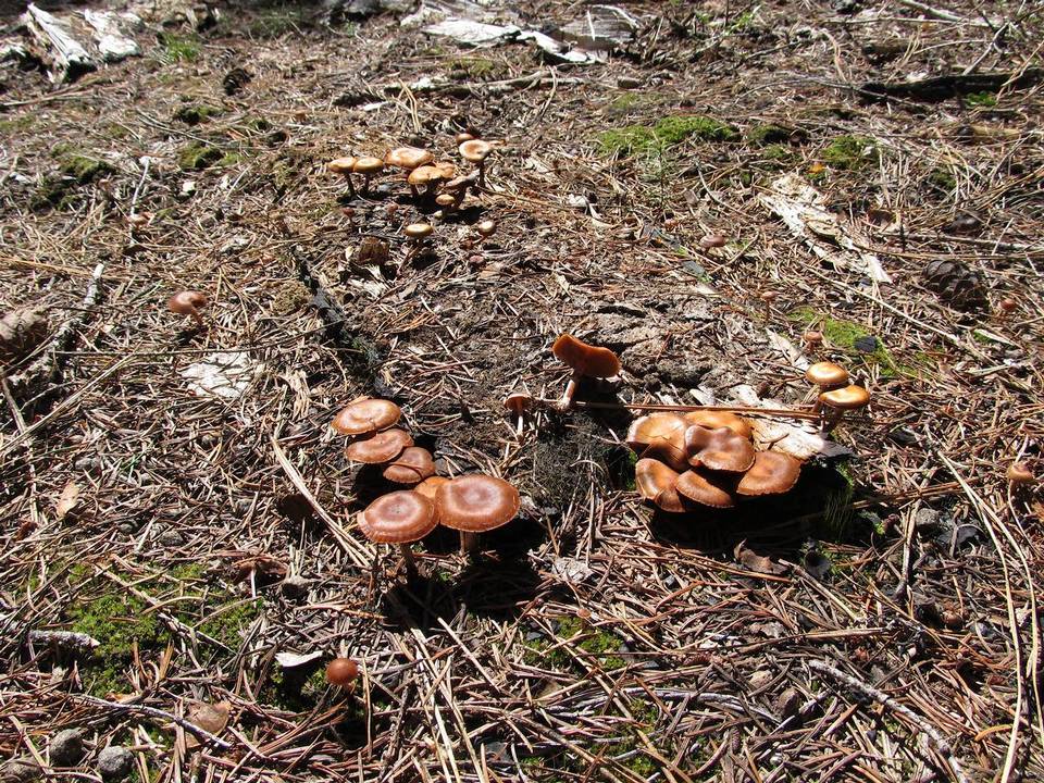 Pachylepyrium carbonicola image
