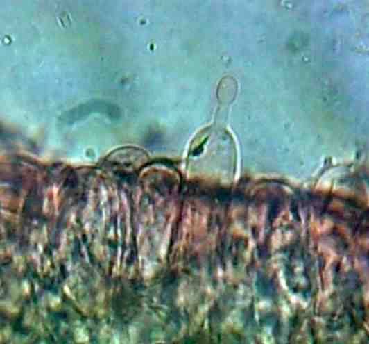 Coprinus levisticolens image
