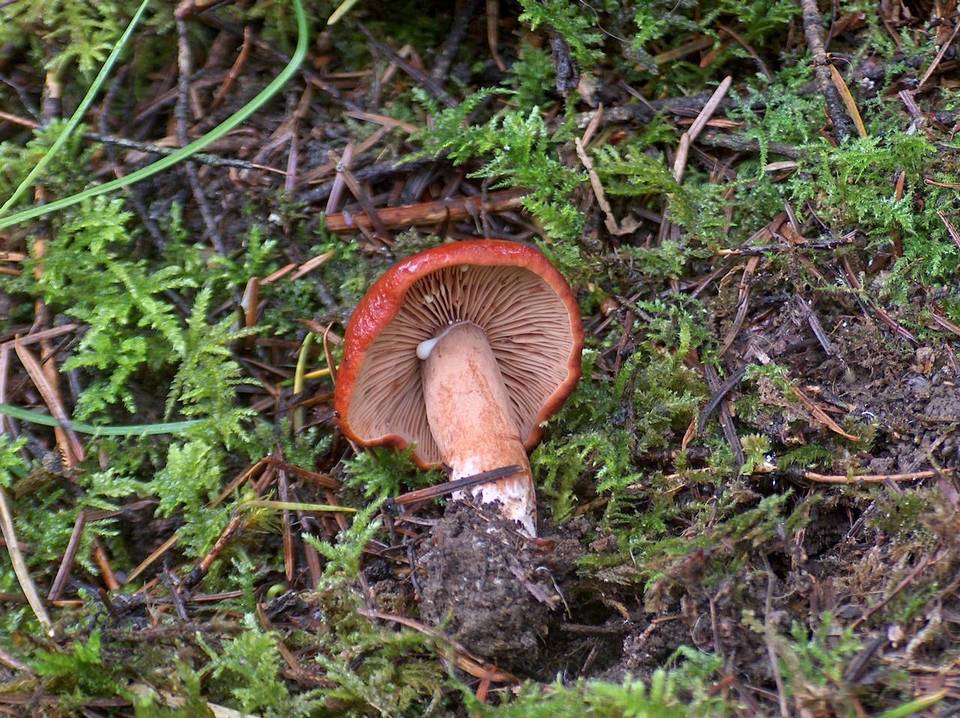 Lactarius subviscidus image