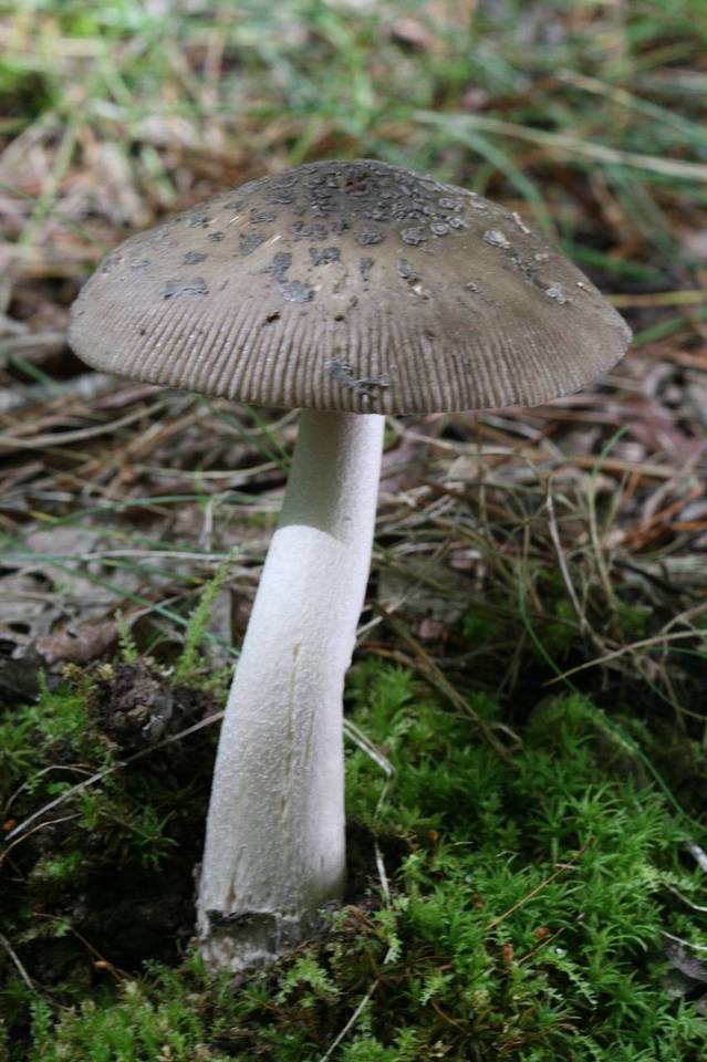 Amanita borealisorora image