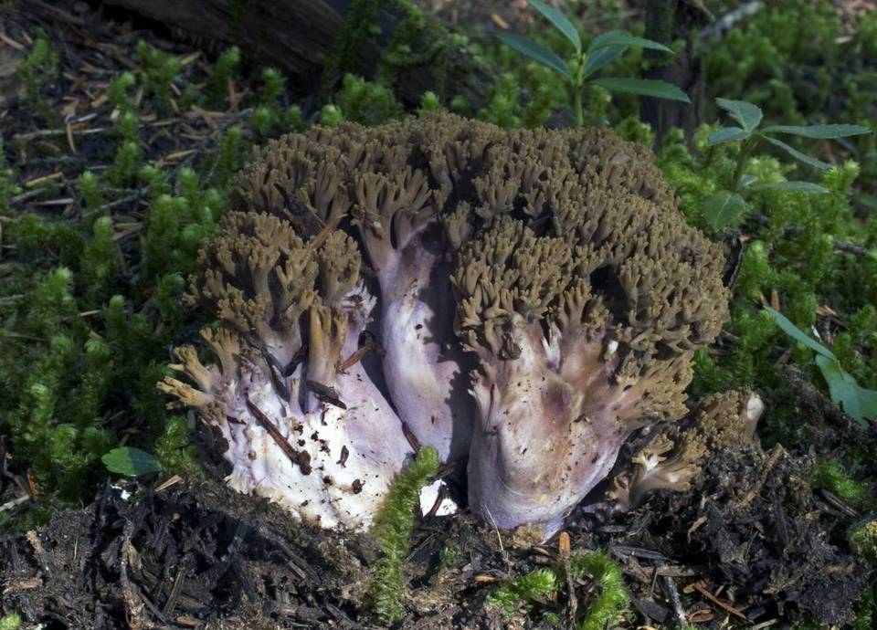 Ramaria purpurissima image