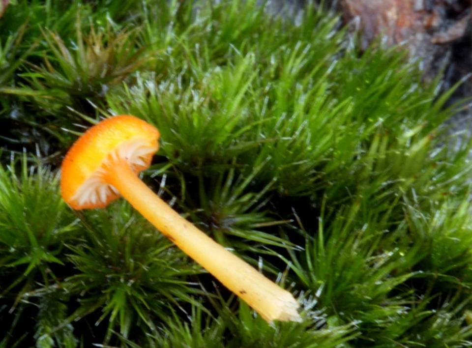 Hygrocybe fuhreri image