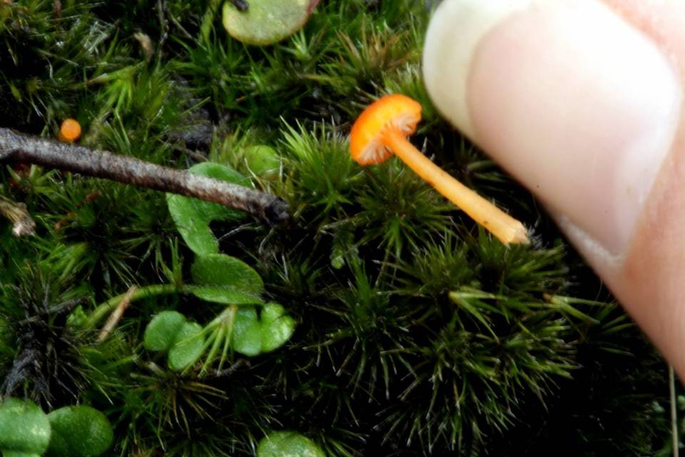 Hygrocybe fuhreri image