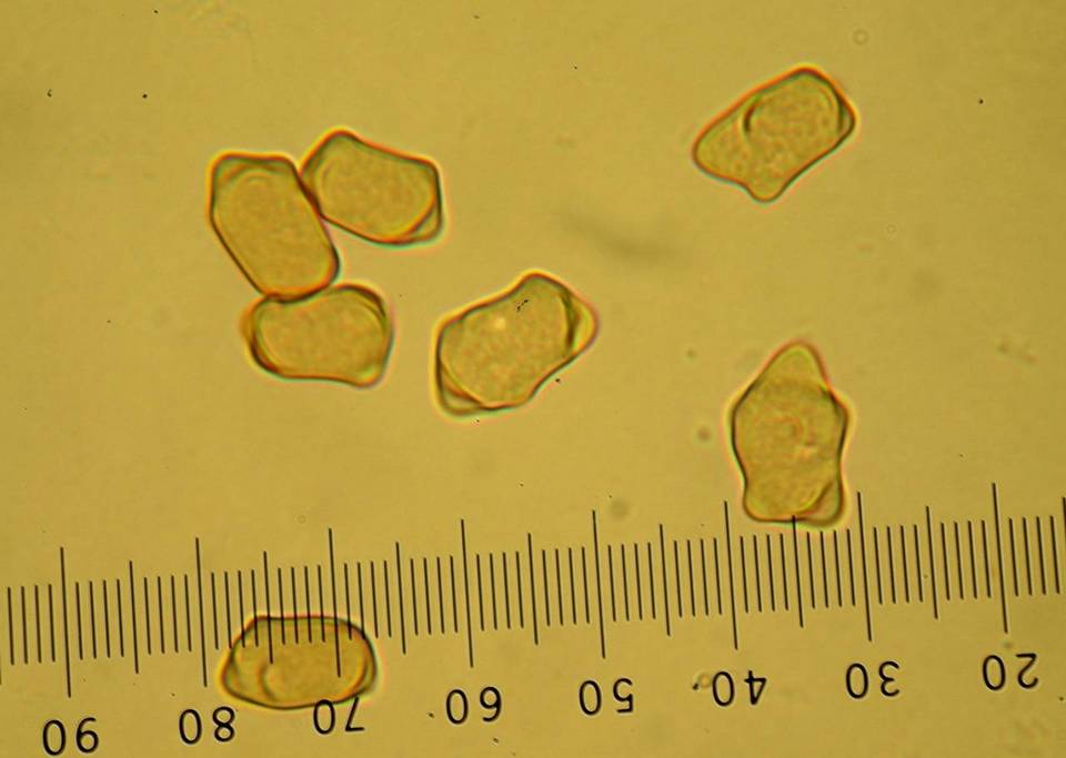 Inocybe chelanensis image