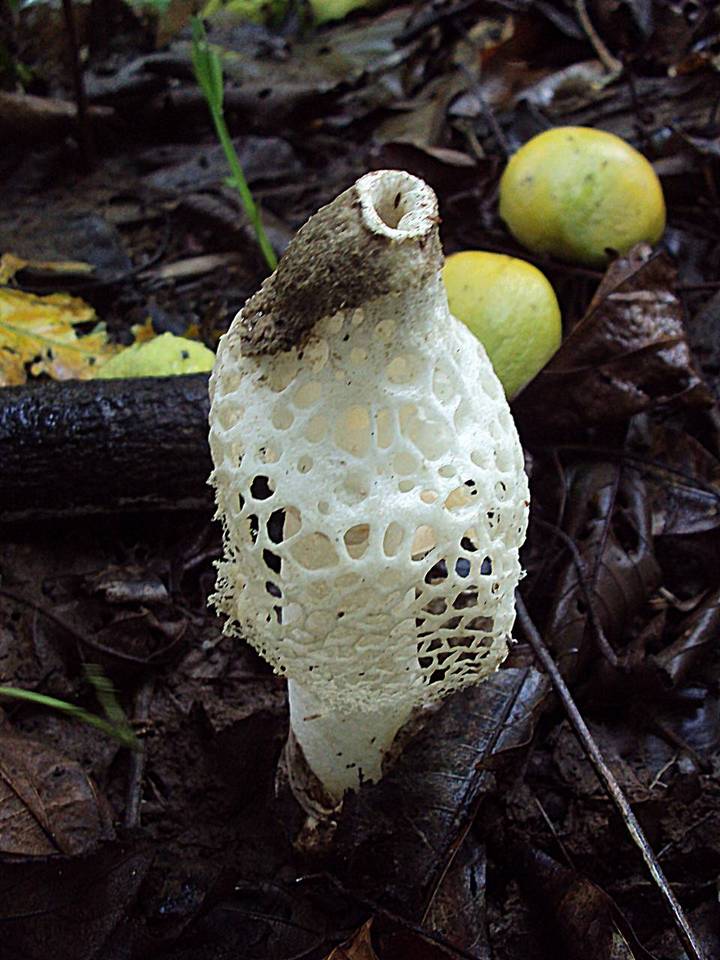 Phallus merulinus image