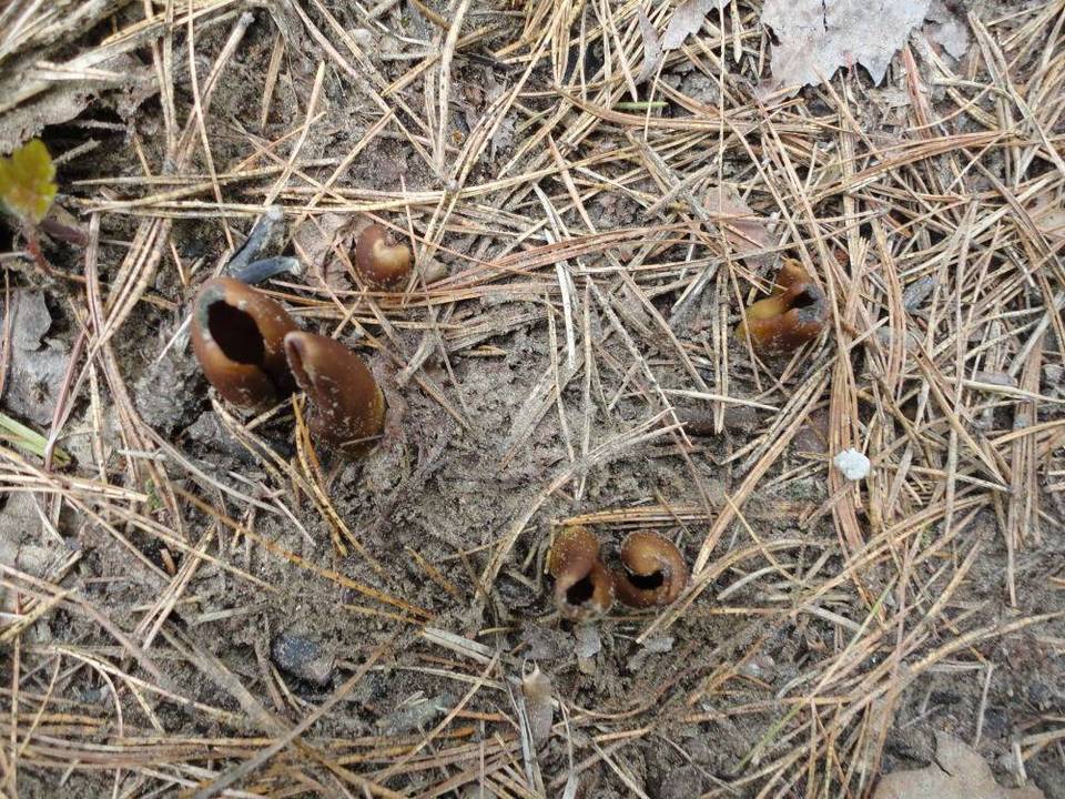 Helvella silvicola image