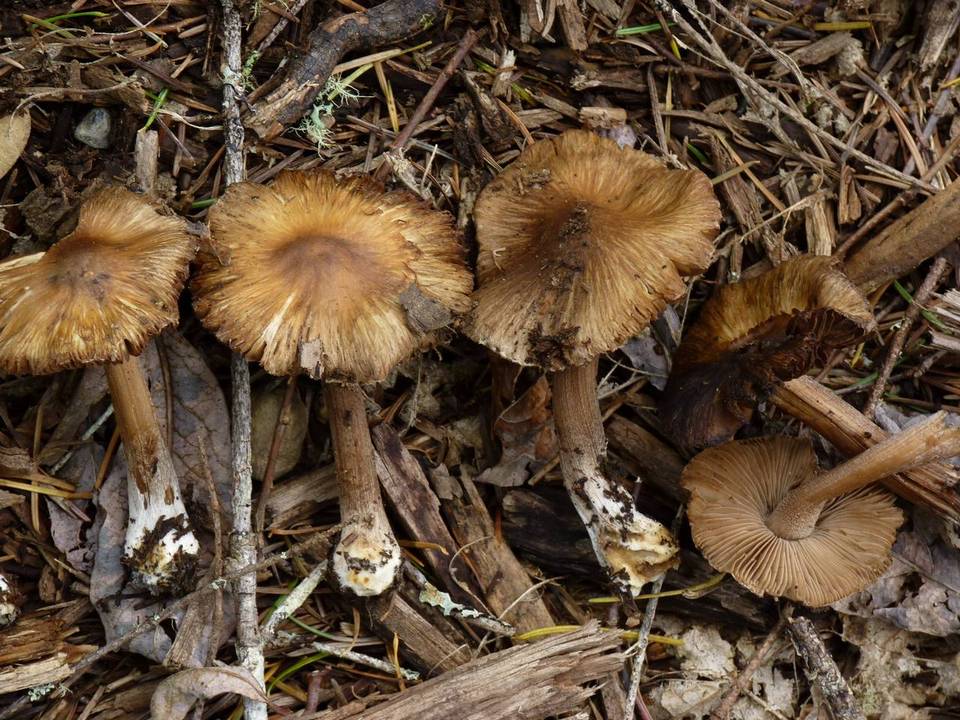 Inocybe asterospora image