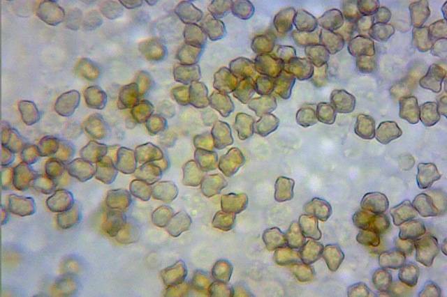 Inocybe asterospora image