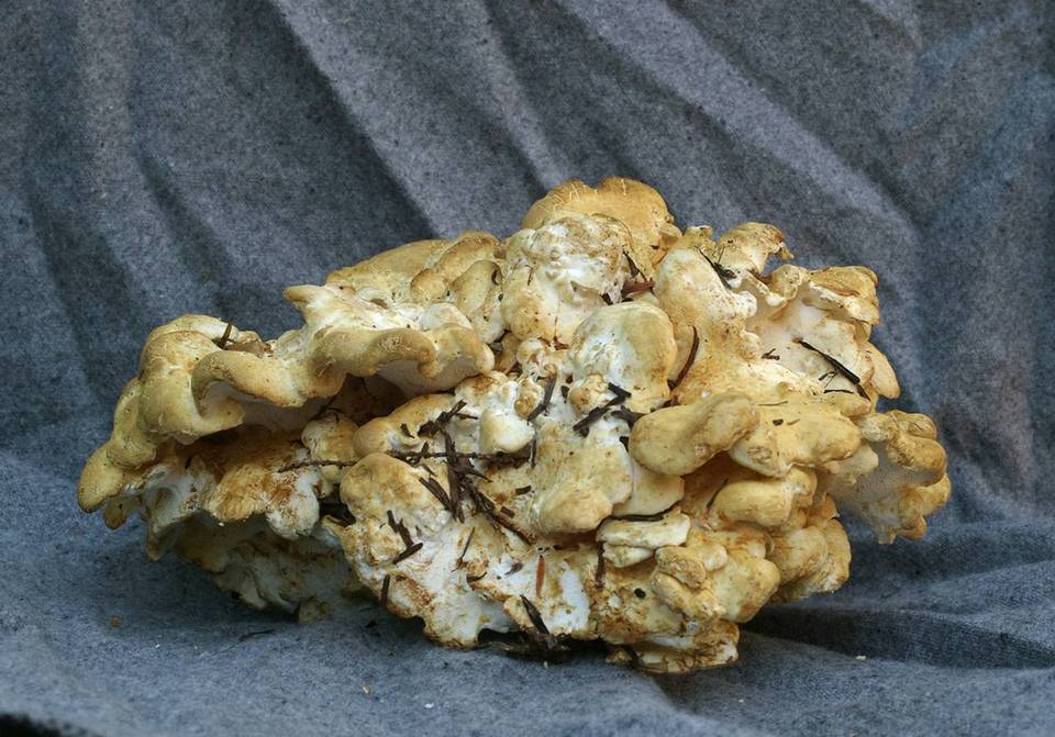 Albatrellus dispansus image