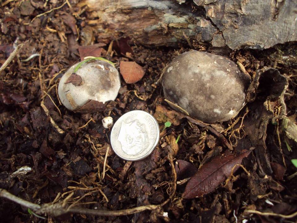 Phallus merulinus image