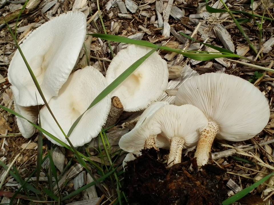 Melanoleuca verrucipes image