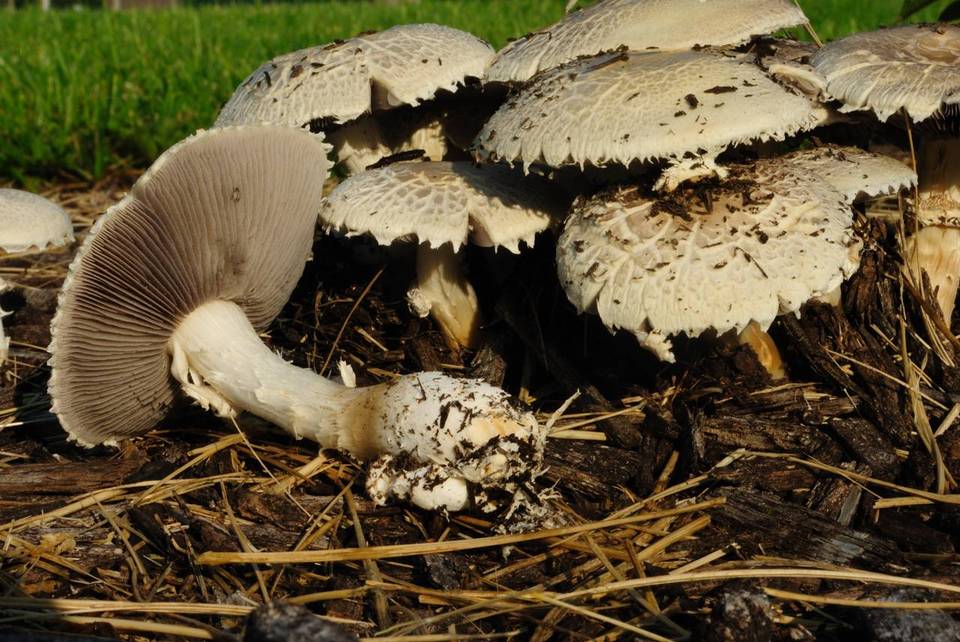 Stropharia kauffmanii image