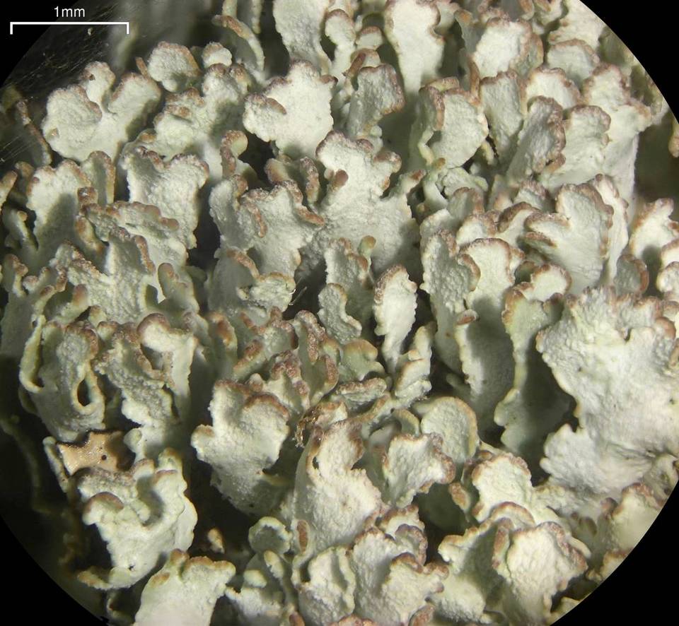 Cladonia stipitata image